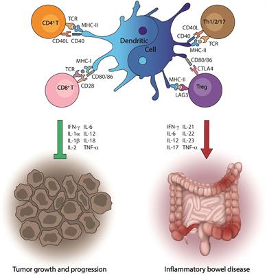 Dendritic cells: the yin and yang in disease progression